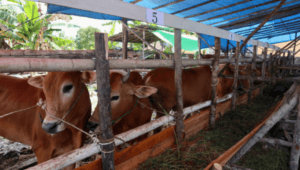 pasang penangkal petir peternakan jelang idul adha