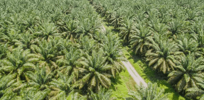 penangkal petir kebun sawit
