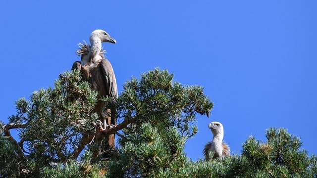 populasi burung hering menurun