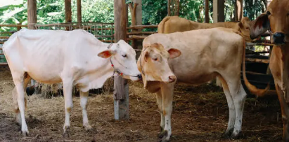 biaya pasang penangkal petir di peternakan